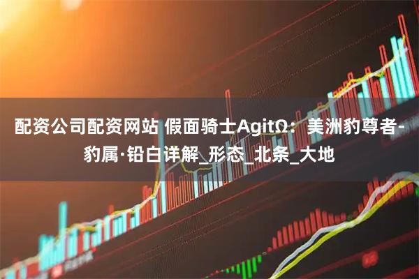 配资公司配资网站 假面骑士AgitΩ：美洲豹尊者-豹属·铅白详解_形态_北条_大地
