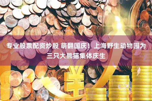 专业股票配资炒股 萌翻国庆！上海野生动物园为三只大熊猫集体庆生